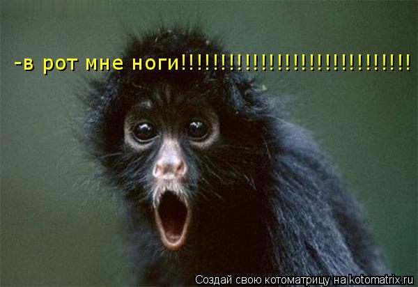 -в рот мне ноги!!!!!!!!!!!!!!!!!!!!!!!!!!!!!... Котоматрица: -в рот мне ноги!!!!!!!!!!!!!!!!!!!!!!!!!!!!!