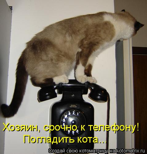 Хозяин, срочно к телефону! Погладить кота...... Котоматрица: Хозяин, срочно к телефону! Погладить кота...