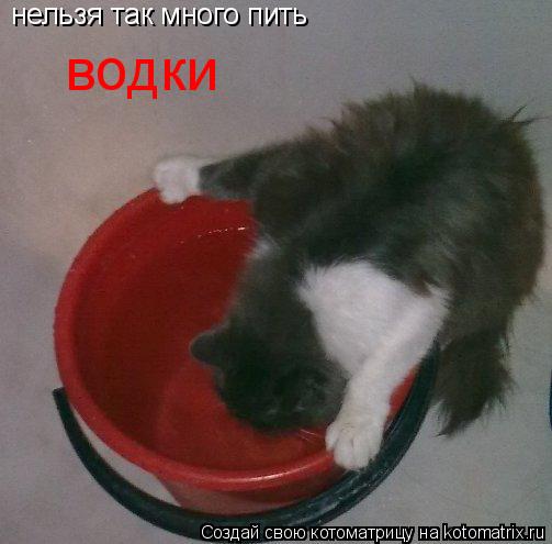 Котоматрица: нельзя так много пить  водки
