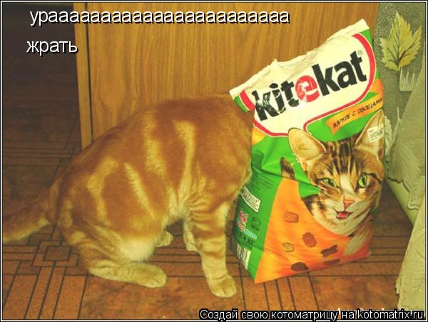 Котоматрица: урааааааааааааааааааааааа жрать