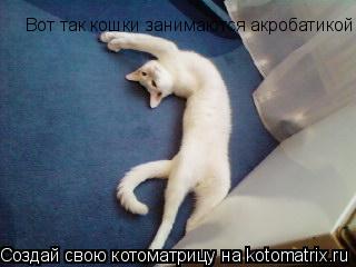 Котоматрица: Вот так кошки занимаются акробатикой!