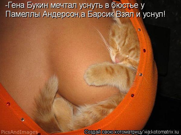 Котоматрица: -Гена Букин мечтал уснуть в бюстье у Памеллы Андерсон,а Барсик Взял и уснул!