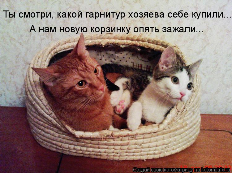 Ты смотри, какой гарнитур хозяева себе купили... А нам новую корзинку опять зажали...... Котоматрица: Ты смотри, какой гарнитур хозяева себе купили... А нам новую корзинку опять зажали...