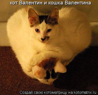 кот Валентин и кошка Валентина... Котоматрица: кот Валентин и кошка Валентина