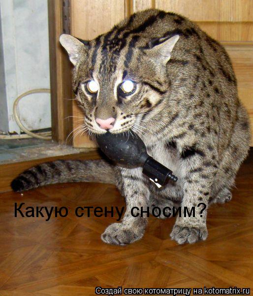 Какую стену сносим?... Котоматрица: Какую стену сносим?