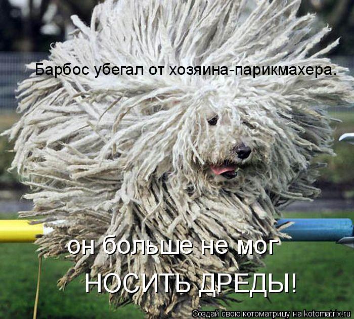 Барбос убегал от хозяина-парикмахера. он больше не мог НОСИТЬ ДРЕДЫ!... Котоматрица: Барбос убегал от хозяина-парикмахера. он больше не мог НОСИТЬ ДРЕДЫ!