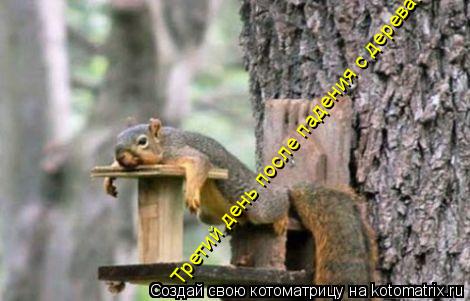 Третий день после падения с дерева...... Котоматрица: Третий день после падения с дерева...