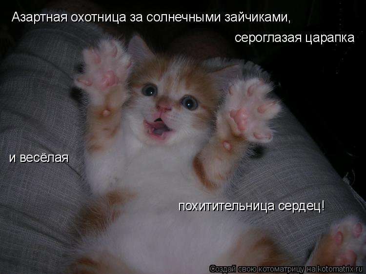 Азартная охотница за солнечными зайчиками, сероглазая царапка и весёлая похитительница сердец!... Котоматрица: Азартная охотница за солнечными зайчиками, сероглазая царапка и весёлая похитительница сердец!