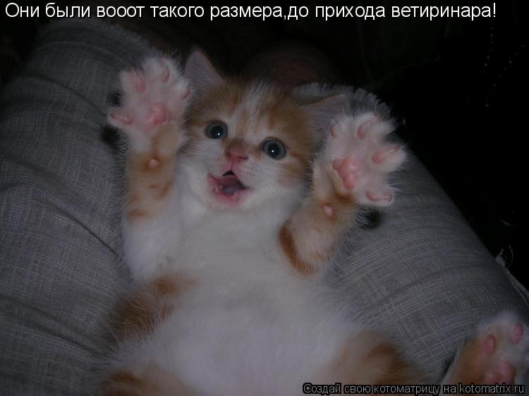 Они были вооот такого размера,до прихода ветиринара!... Котоматрица: Они были вооот такого размера,до прихода ветиринара!