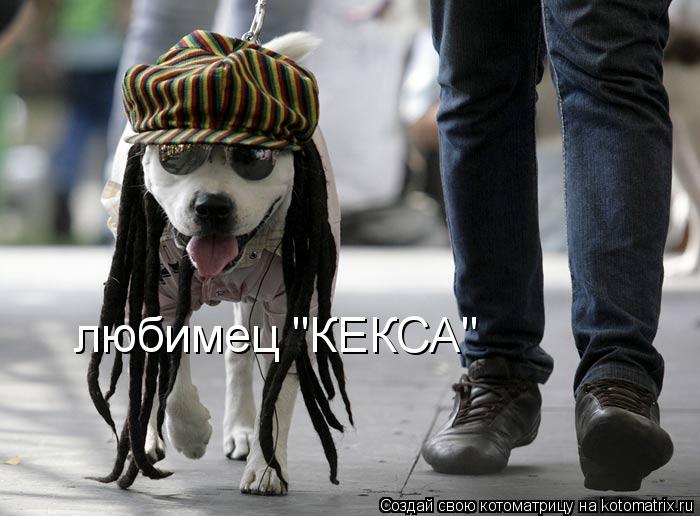 любимец "КЕКСА"... Котоматрица: любимец "КЕКСА"