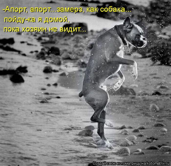 -Апорт, апорт...замерз, как собака... пойду-ка я домой, пока хозяин не видит...... Котоматрица: -Апорт, апорт...замерз, как собака... пойду-ка я домой, пока хозяин не видит...