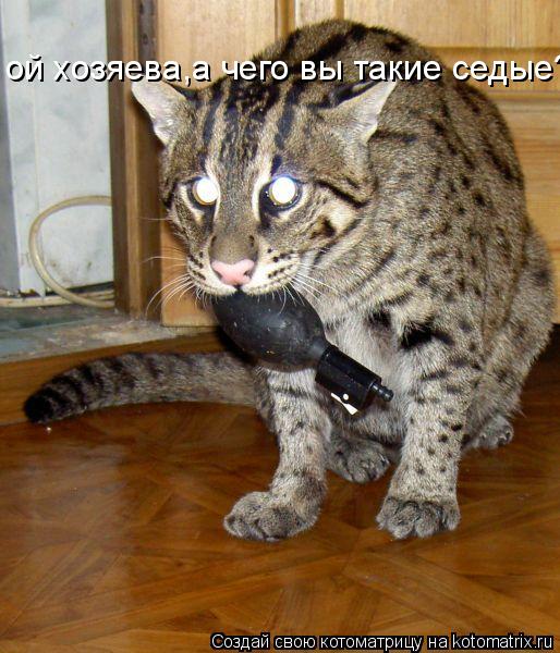 ой хозяева,а чего вы такие седые?... Котоматрица: ой хозяева,а чего вы такие седые?