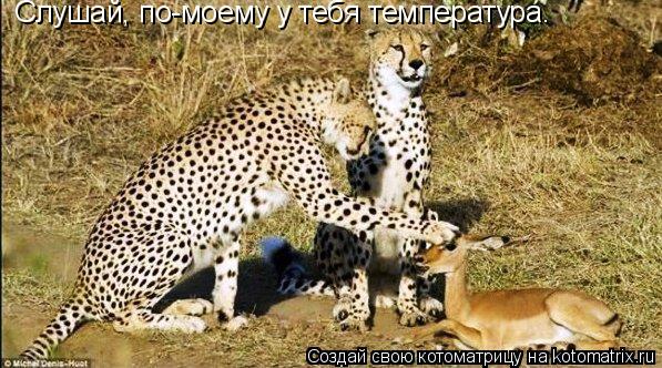Слушай, по-моему у тебя температура.... Котоматрица: Слушай, по-моему у тебя температура.