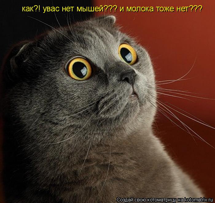 как?! увас нет мышей??? и молока тоже нет???... Котоматрица: как?! увас нет мышей??? и молока тоже нет???