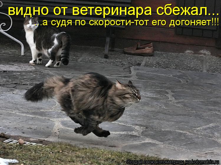 видно от ветеринара сбежал... ...а судя по скорости-тот его догоняет!!!... Котоматрица: видно от ветеринара сбежал... ...а судя по скорости-тот его догоняет!!!