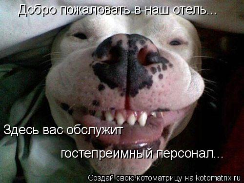 Добро пожаловать в наш отель... Здесь вас обслужит гостепреимный персонал...... Котоматрица: Добро пожаловать в наш отель... Здесь вас обслужит гостепреимный персонал...