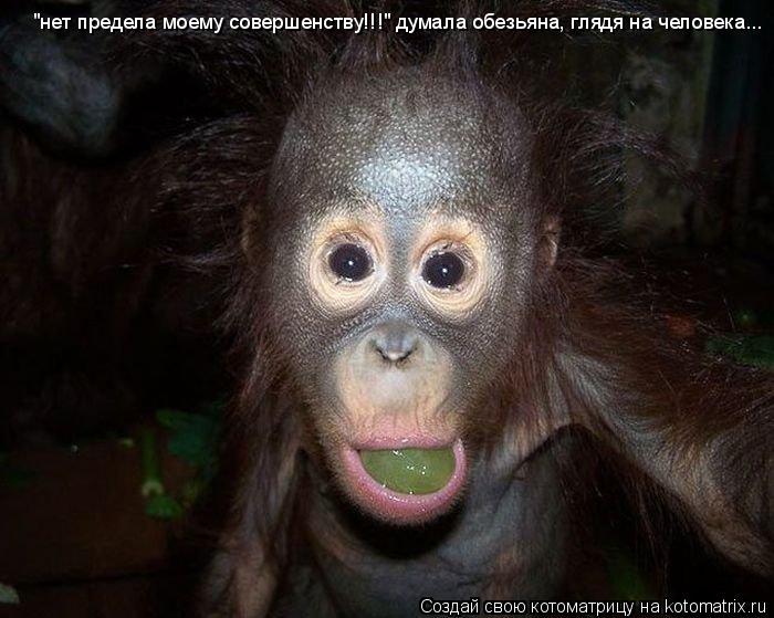 "нет предела моему совершенству!!!" думала обезьяна, глядя на человека...... Котоматрица: "нет предела моему совершенству!!!" думала обезьяна, глядя на человека...