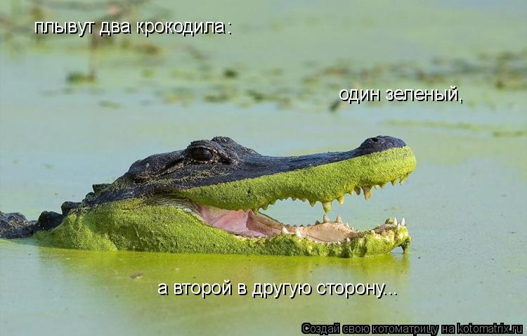 плывут два крокодила : один зеленый, а второй в другую сторону...... Котоматрица: плывут два крокодила : один зеленый, а второй в другую сторону...
