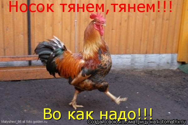 Носок тянем,тянем!!! Во как надо!!!... Котоматрица: Носок тянем,тянем!!! Во как надо!!!