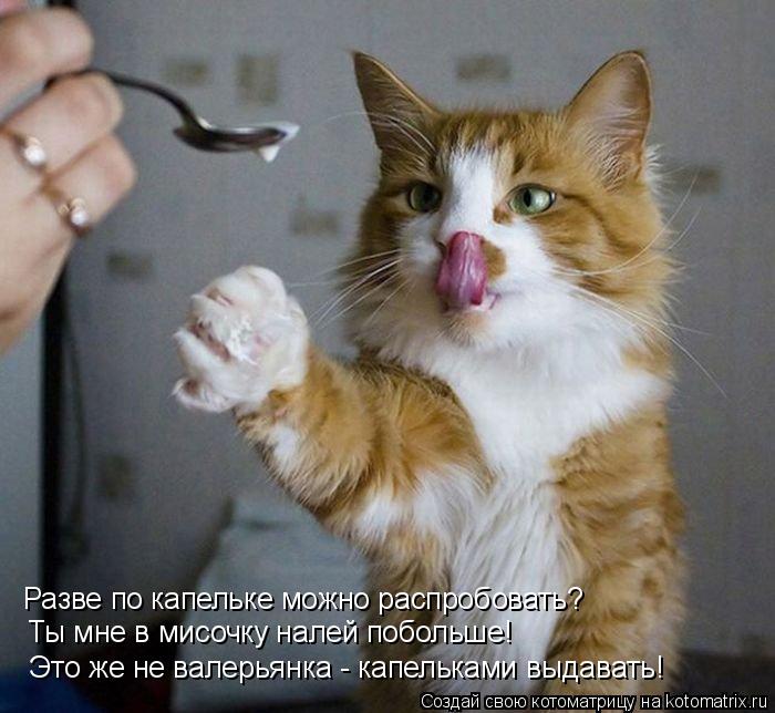 Котоматрица: Разве по капельке можно распробовать?  Ты мне в мисочку налей побольше! Это же не валерьянка - капельками выдавать!