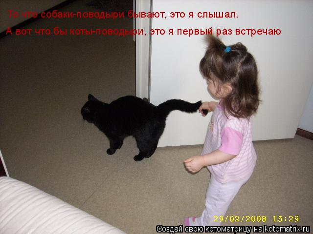 Котоматрица: А вот что бы коты-поводыри, это я первый раз встречаю То что собаки-поводыри бывают, это я слышал.