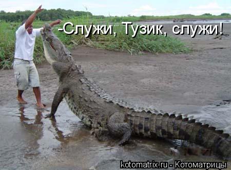 Котоматрица: -Служи, Тузик, служи!