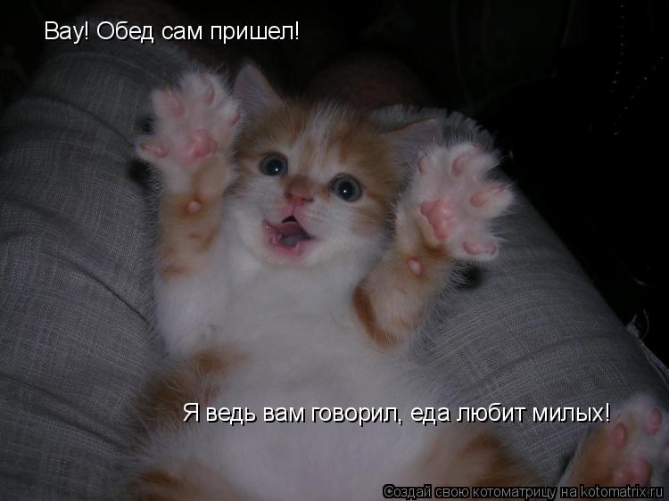 Вау! Обед сам пришел! Я ведь вам говорил, еда любит милых!... Котоматрица: Вау! Обед сам пришел! Я ведь вам говорил, еда любит милых!