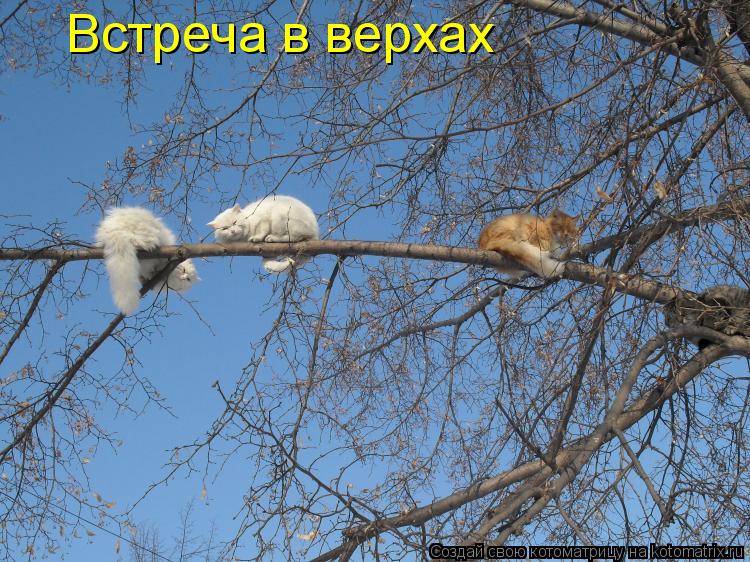 Котоматрица: Встреча в верхах