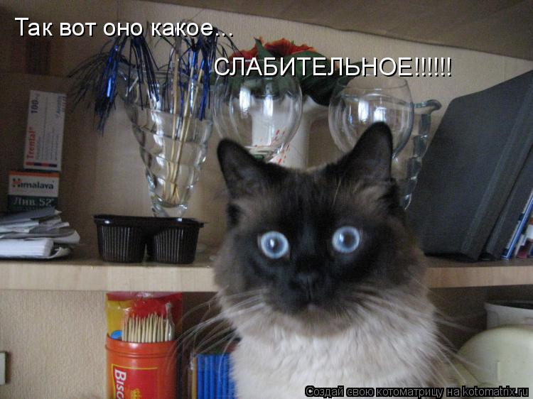 Так вот оно какое... СЛАБИТЕЛЬНОЕ!!!!!!... Котоматрица: Так вот оно какое... СЛАБИТЕЛЬНОЕ!!!!!!