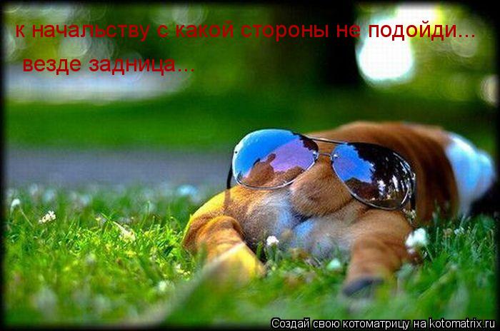 к начальству с какой стороны не подойди... везде задница...... Котоматрица: к начальству с какой стороны не подойди... везде задница...