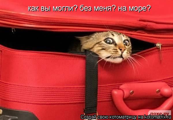 как вы могли? без меня? на море?... Котоматрица: как вы могли? без меня? на море?