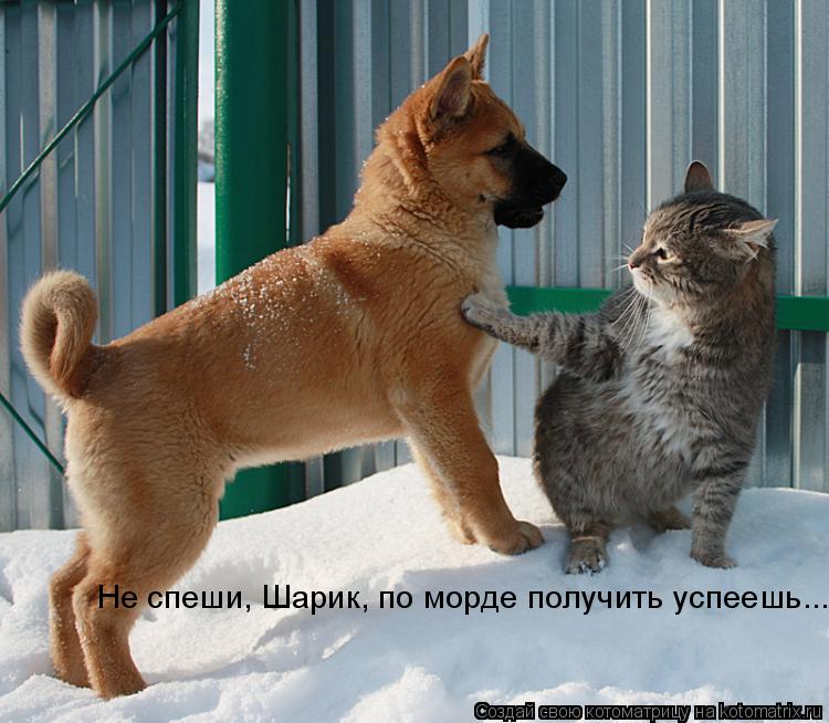 Не спеши, Шарик, по морде получить успеешь...... Котоматрица: Не спеши, Шарик, по морде получить успеешь...