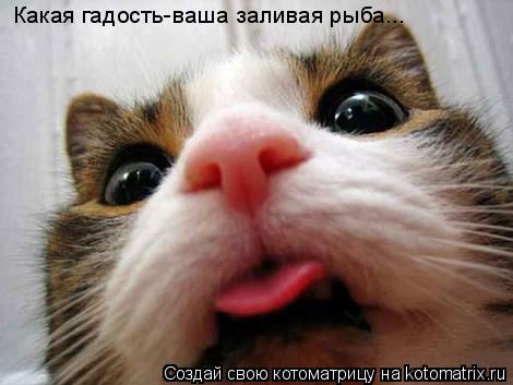 Какая гадость-ваша заливая рыба...... Котоматрица: Какая гадость-ваша заливая рыба...