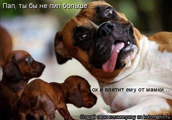 Пап, ты бы не пил больше... ох и влетит ему от мамки...... Котоматрица: Пап, ты бы не пил больше... ох и влетит ему от мамки...