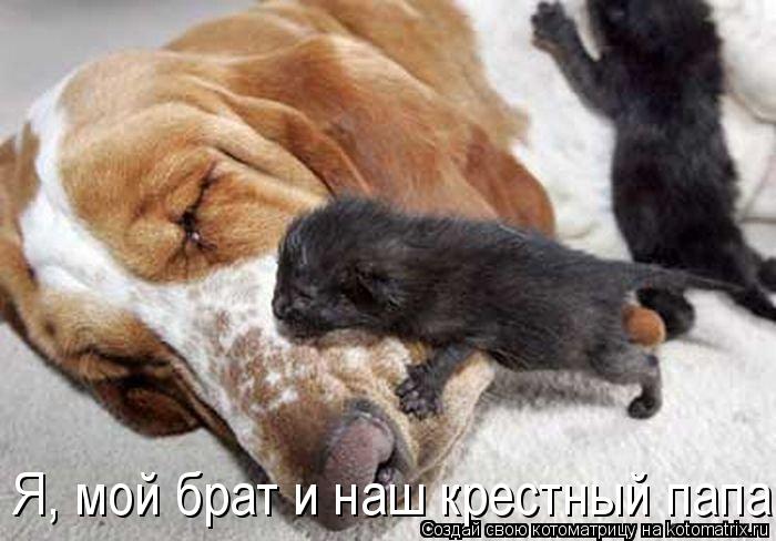 Я, мой брат и наш крестный папа... Котоматрица: Я, мой брат и наш крестный папа