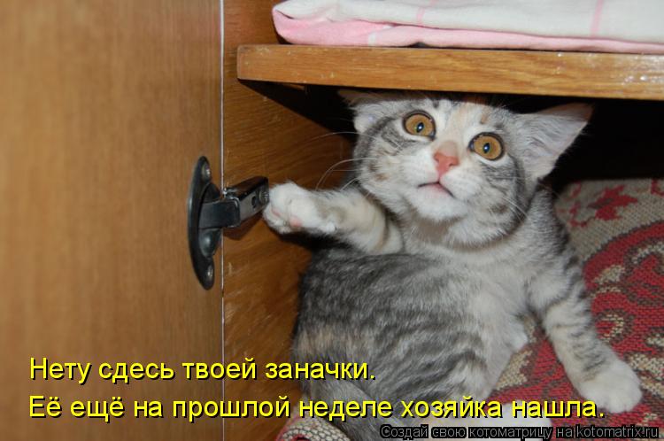 Нету сдесь твоей заначки. Её ещё на прошлой неделе хозяйка нашла.... Котоматрица: Нету сдесь твоей заначки. Её ещё на прошлой неделе хозяйка нашла.