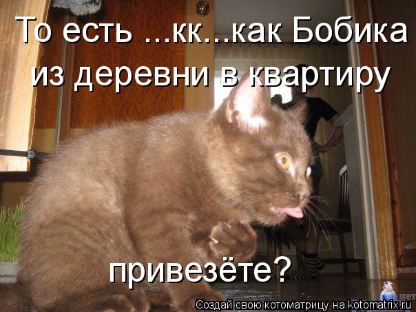 Котоматрица: То есть ...кк...как Бобика  из деревни в квартиру  привезёте?