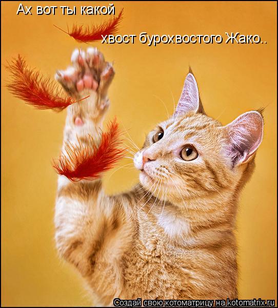 Котоматрица: Ах вот ты какой  хвост бурохвостого Жако..