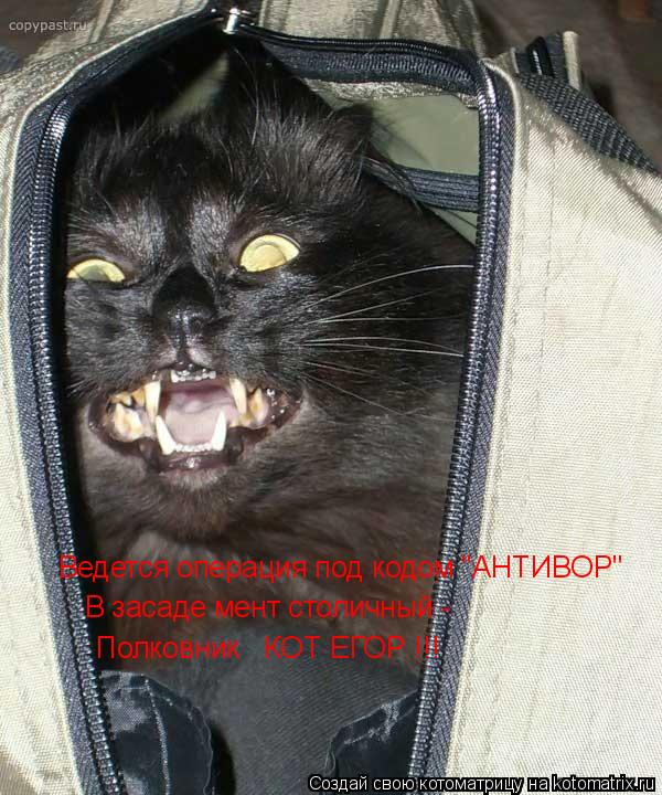 Котоматрица: Ведется операция под кодом "АНТИВОР" В засаде мент столичный -  Полковник   КОТ ЕГОР !!!