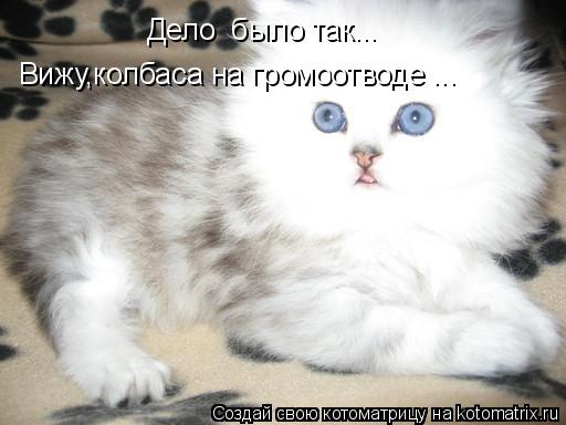 Котоматрица: Дело  было так... Вижу,колбаса на громоотводе ...