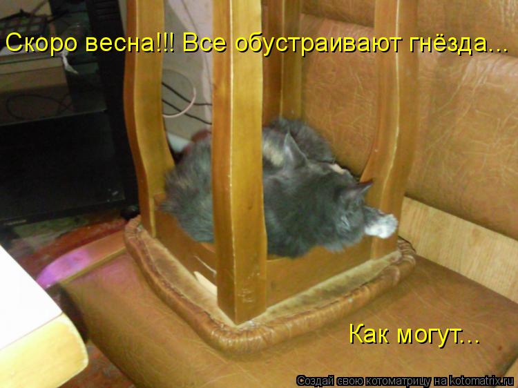 Котоматрица: Скоро весна!!! Все обустраивают гнёзда... Как могут...