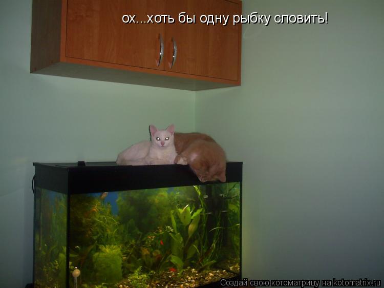 ох...хоть бы одну рыбку словить!... Котоматрица: ох...хоть бы одну рыбку словить!