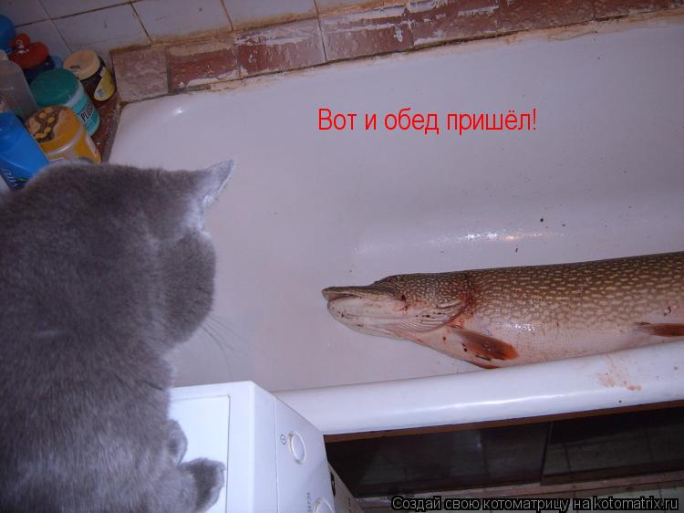 Вот и обед пришёл!... Котоматрица: Вот и обед пришёл!