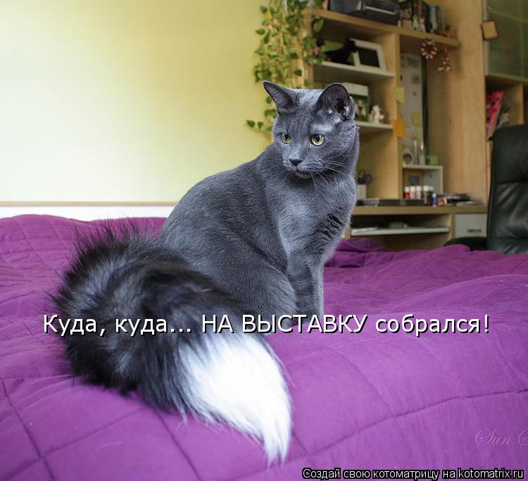 Куда, куда... НА ВЫСТАВКУ собрался!... Котоматрица: Куда, куда... НА ВЫСТАВКУ собрался!