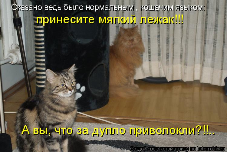 Сказано ведь было нормальным , кошачим языком: принесите мягкий лежак!!! А вы, что за дупло приволокл... Котоматрица: Сказано ведь было нормальным , кошачим языком: принесите мягкий лежак!!! А вы, что за дупло приволокли?!!..