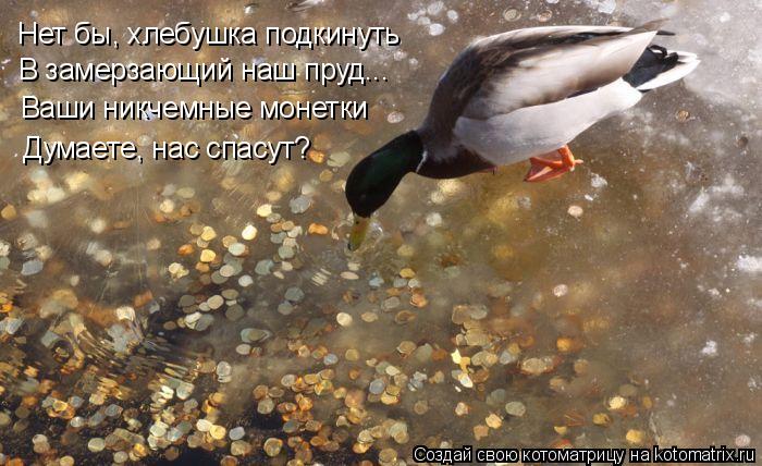 Нет бы, хлебушка подкинуть В замерзающий наш пруд... Ваши никчемные монетки Думаете, нас спасут?... Котоматрица: Нет бы, хлебушка подкинуть В замерзающий наш пруд... Ваши никчемные монетки Думаете, нас спасут?