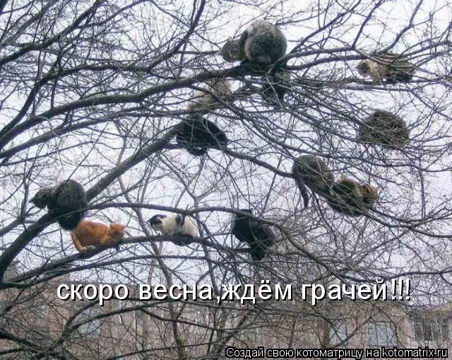 скоро весна,ждём грачей!!!... Котоматрица: скоро весна,ждём грачей!!!