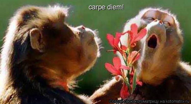 carpe diem!... Котоматрица: carpe diem!
