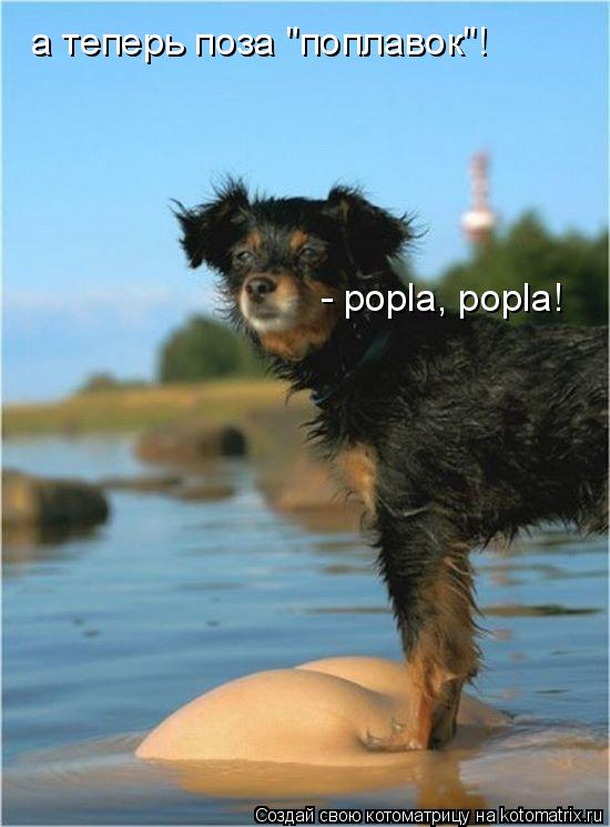 а теперь поза "поплавок"! - popla, popla!... Котоматрица: а теперь поза "поплавок"! - popla, popla!