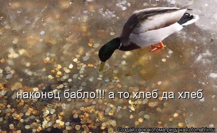 наконец бабло!!! а то хлеб да хлеб... Котоматрица: наконец бабло!!! а то хлеб да хлеб